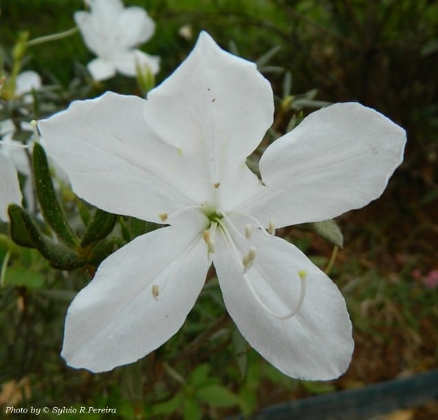 flor azaleia